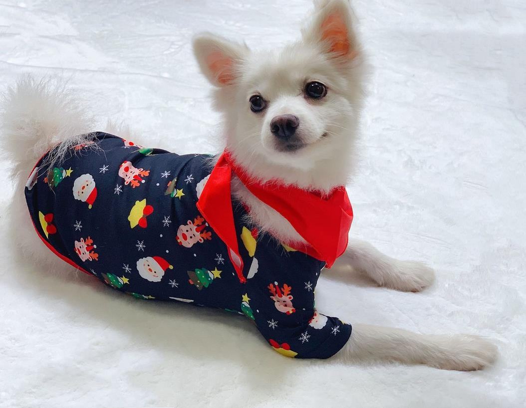 Small white dog wearing Christmas family matching pajamas with Santa and reindeer patterns on a snowy background