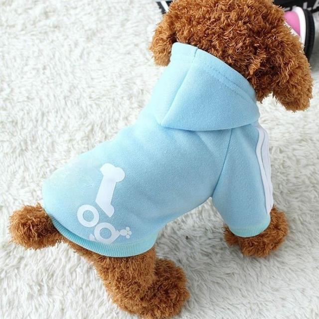 Small brown dog wearing blue warm sweatshirt jacket with hood and bone design on back